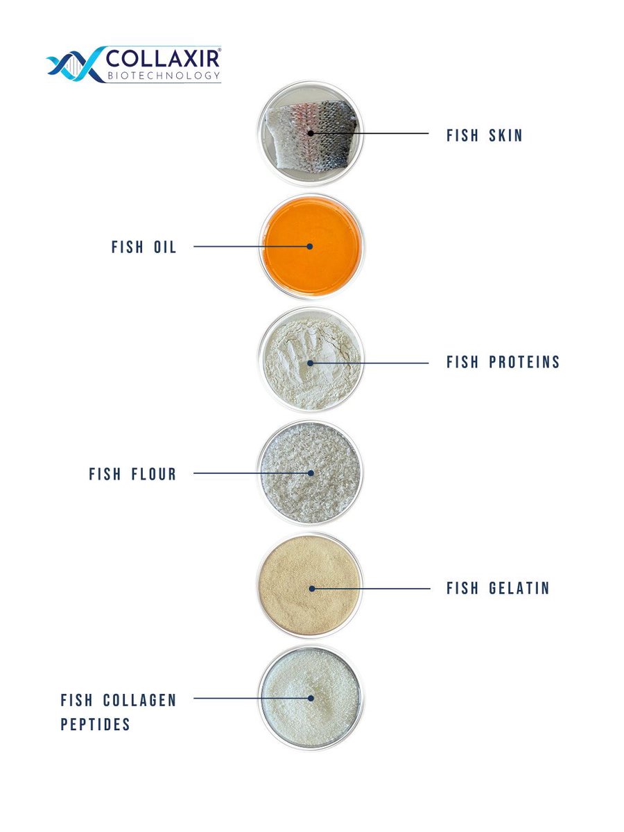 🐟 Collaxir’in dönüşüm yolculuğu..
Balık atıkları, Collaxir’in ileri biyoteknoloji süreçleriyle; balık yağına, proteine, balık ununa, jelatine ve kolajen peptitlere dönüşüyor.
🌊Bu yalnızca dönüşüm değil; sürdürülebilirliğin, bilimin ve yenilikçi üretimin birleştiği bir yolculuk.