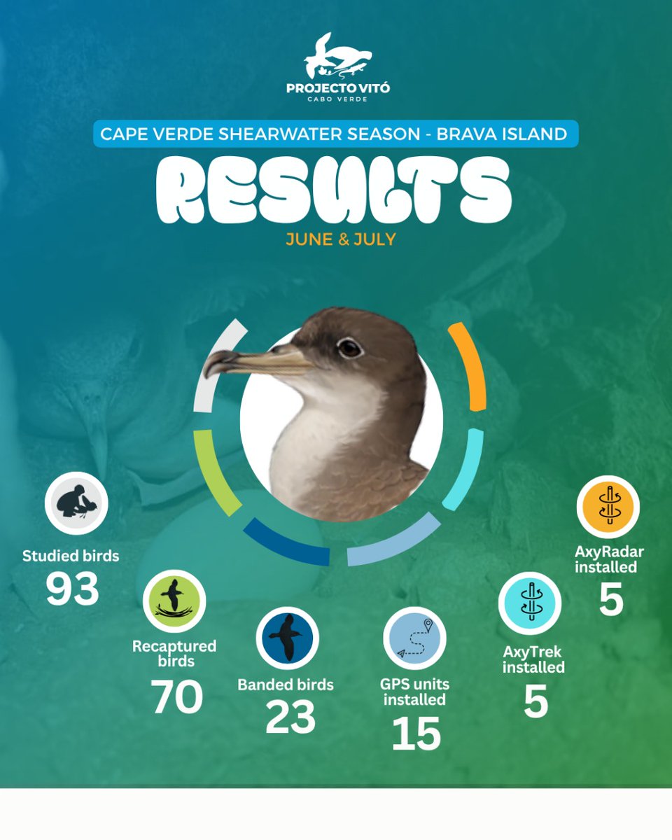 Cape Verde Shearwater Season – Brava Island 🇨🇻
In June &amp; July 2025, the species showed great activity. Huge thanks to our team &amp; volunteers for their commitment to monitoring and protecting this endemic seabird! 💚
#CalonectrisEdwardsii #BravaIsland #Seabirds #Season2025