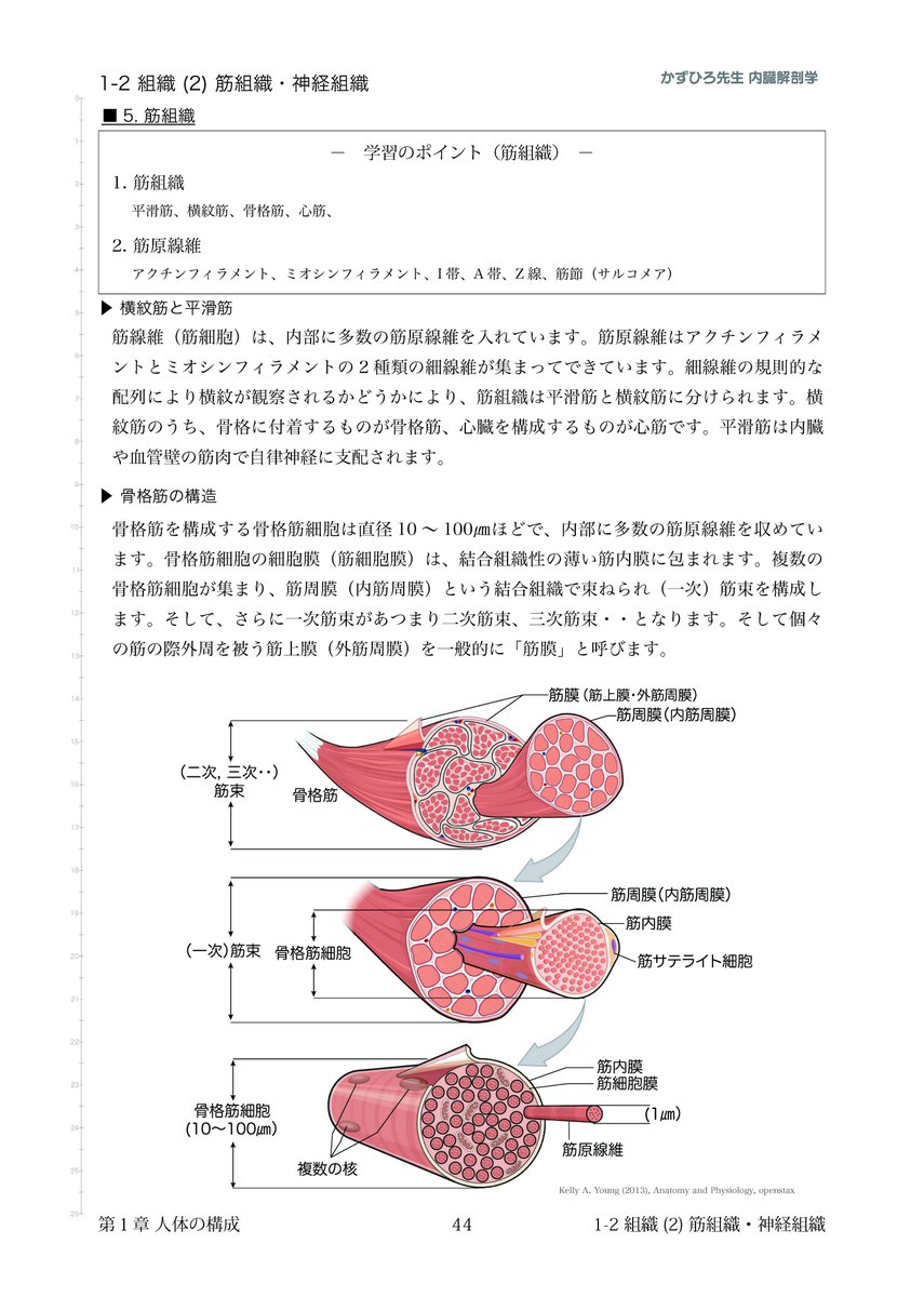 解剖学㊤㊦ atlas-and-axis-no-stand-a71-