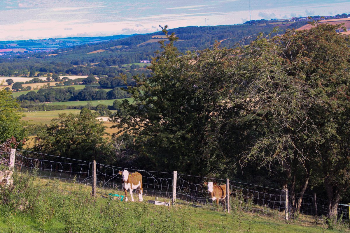 Chainsaw_McGinn's tweet image. Another great bicycle ride. 18.5 miles of beautiful Co Durham countryside on a summer&apos;s morning. As good as it gets. Took a few photos along the way. Here&apos;s a couple of wee Hereford calves keeking though the fence. #cycling #morningvibes #CoDurham