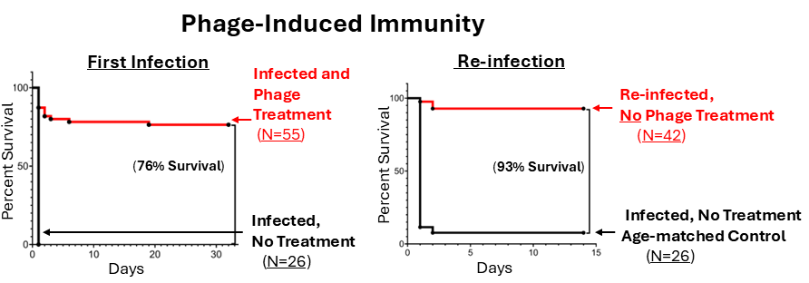 BCMTailorLabs's tweet image. Phage lovers! Introducing Phage-Induced Immunity (PHI-II). This discovery suggests that some phage can not only treat an existing infection (well known) but they can also immunize to prevent a future infection (new finding). Read about the adventure here: pnas.org/doi/10.1073/pn…