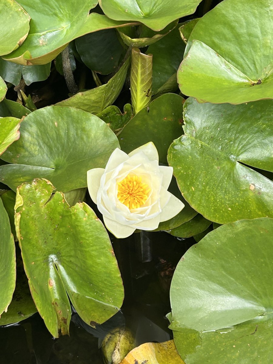 A sole waterlily reaching out ❤️❤️