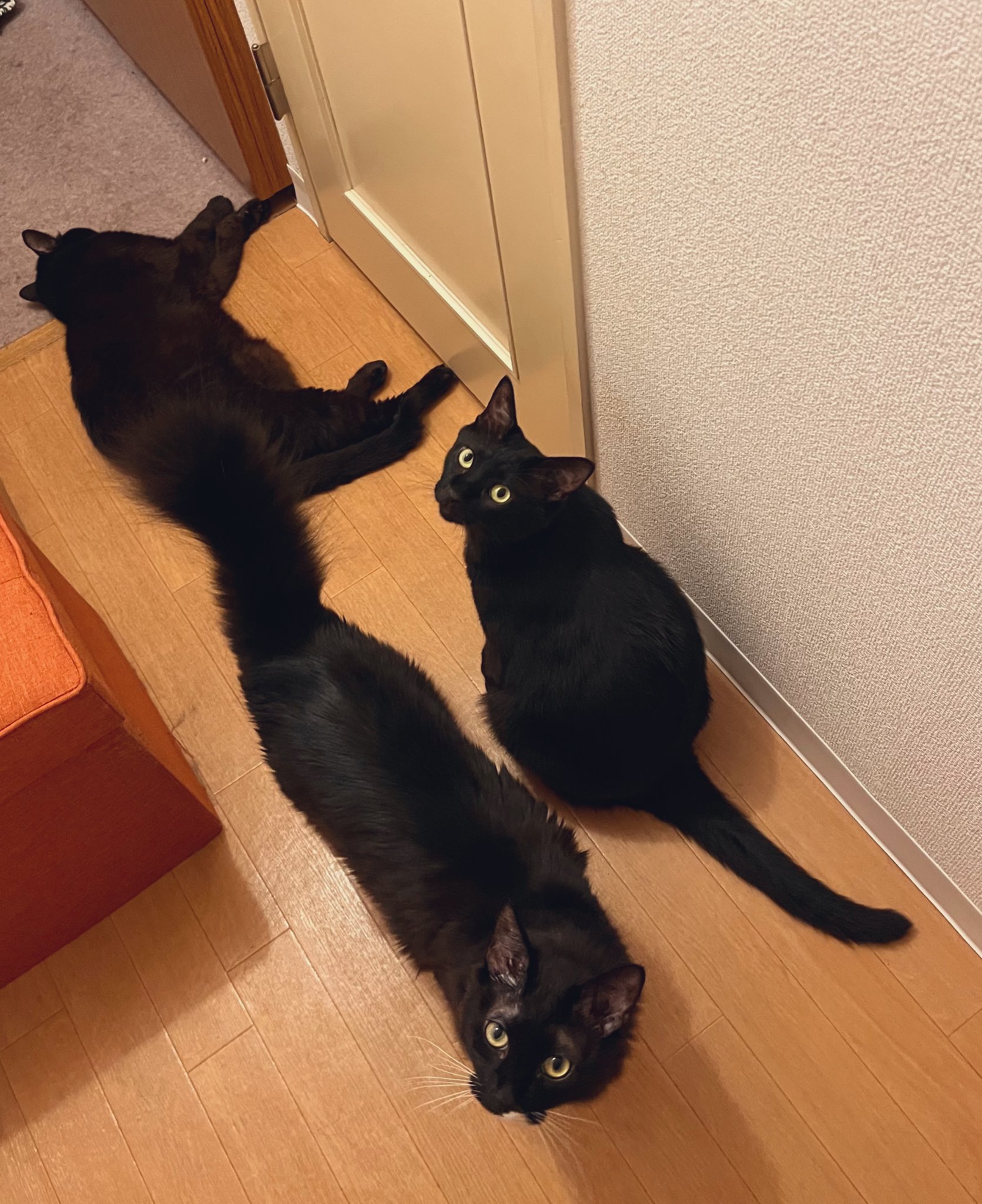 ♥︎窓口発送は平日のみ♥︎naako様 0522182845のオリコフォレントインシュアにお悩みの方へ】口コミ