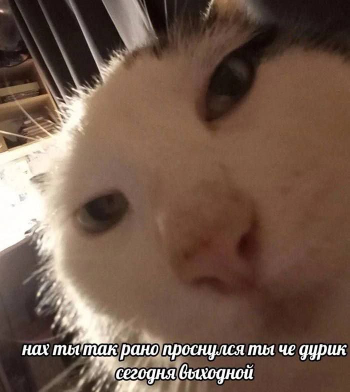 catsilcats's tweet photo. https://t.co/BBkvKXVSRG