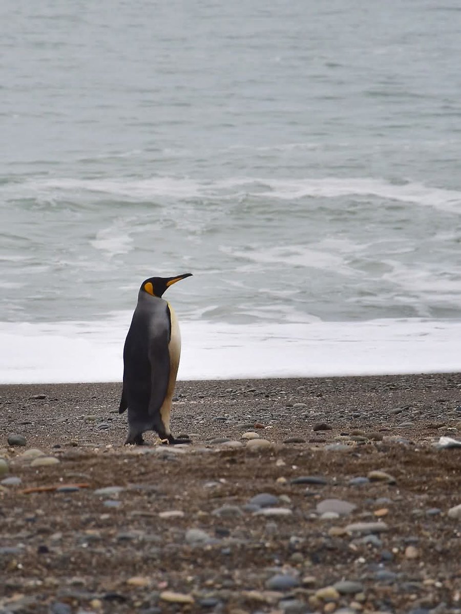 Un Pingüino rey estuvo paseando por nuestra costa 🐧 #PlayaUnion