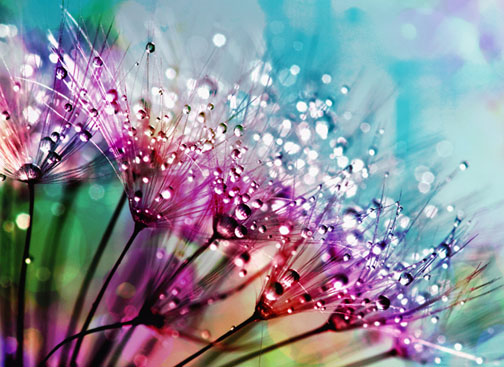 I wonder 

gazing in awe 
at night’s shining  stars

do tiny earth creatures 
marvel at shimmering 
dew drops of dawn 

#cherita 📷jooinn