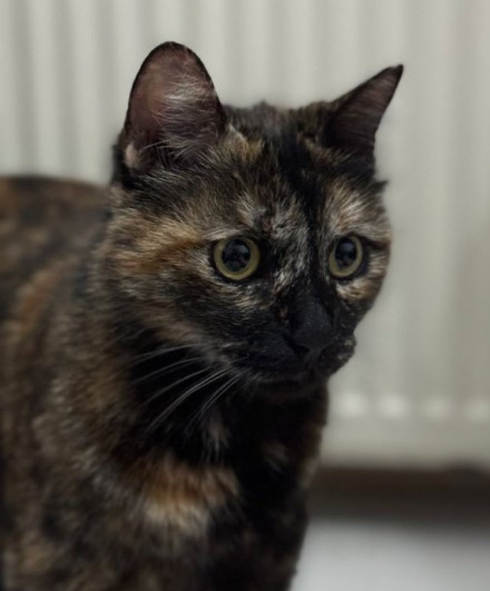 #BurakAlanTutuklansın