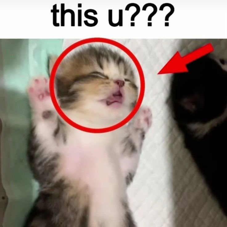 cats being cats (@catsbeiingcats) on Twitter photo 