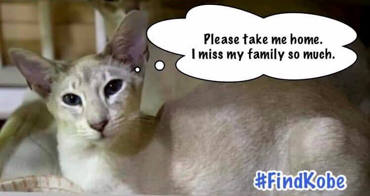 Nutmeg's Crew🌻🇺🇦 (@catgirl321) on Twitter photo RT<a href="/MissingPetsGB/">Missing Pets GB</a> ⤵️
KOBE <a href="/FindKobe/">Find Missing Kobe TN15</a> was #STOLEN SIX LONG YEARS AGO on AUGUST 3 2019 from #Sevenoaks #Kent #TN15💔
Kobe’s Mum refuses to give up #HOPE and will NEVER, EVER stop searching for him‼️
PLEASE RT/ SHARE WIDELY✔️
#Caturday #HELP #cats #LOST #MISSING #REWARD #FindKobe RT<a href="/MissingPetsGB/">Missing Pets GB</a> ⤵️
KOBE <a href="/FindKobe/">Find Missing Kobe TN15</a> was #STOLEN SIX LONG YEARS AGO on AUGUST 3 2019 from #Sevenoaks #Kent #TN15💔
Kobe’s Mum refuses to give up #HOPE and will NEVER, EVER stop searching for him‼️
PLEASE RT/ SHARE WIDELY✔️
#Caturday #HELP #cats #LOST #MISSING #REWARD #FindKobe