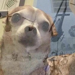 Chihuahua with war background meme