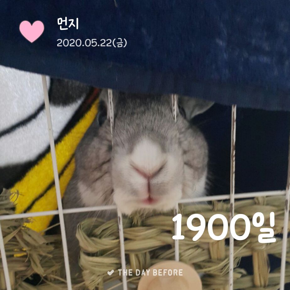 ❤️‍🔥1900❤️‍🔥
영원한 아기토끼먼지