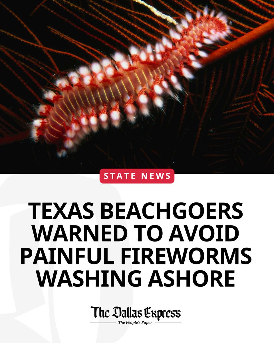 🚨Gulf Coast vacationers are being cautioned to steer clear of fireworms, a marine species with a sting likened to fire after one was spotted on a Texas beach. 

dallasexpress.com/state/texas-be…