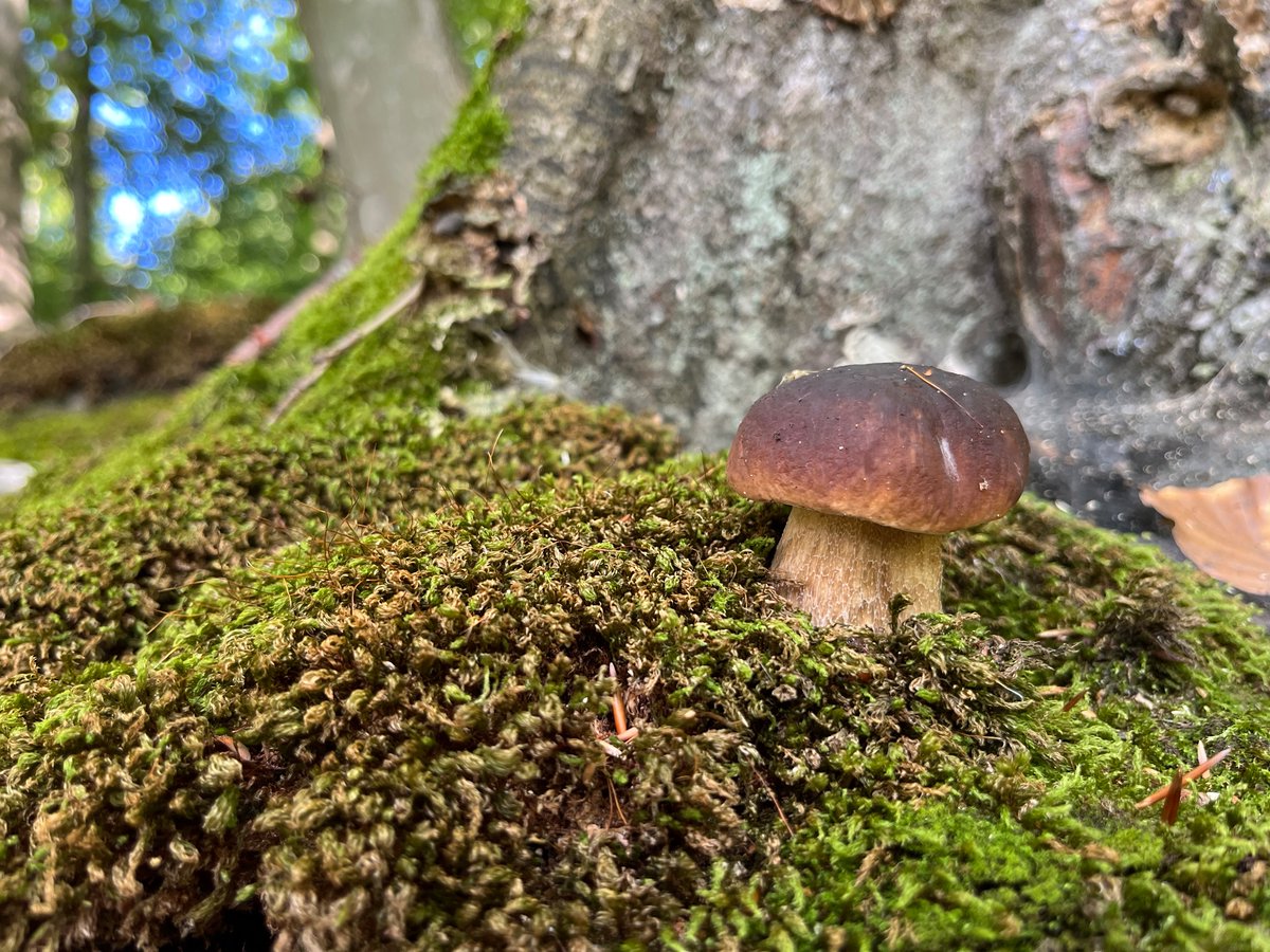 Steinpilz - frisch aus dem Boden geschossen