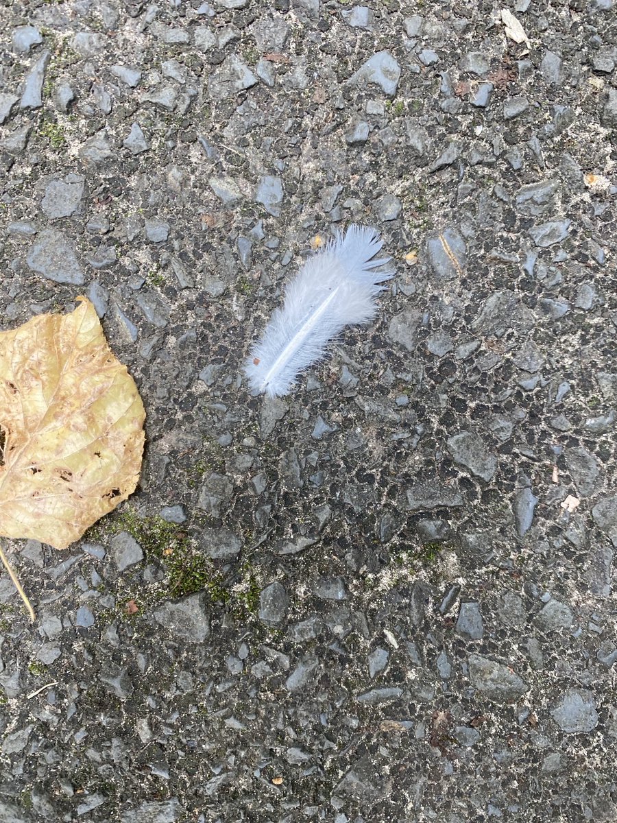 Feathers appear when Angels are near.