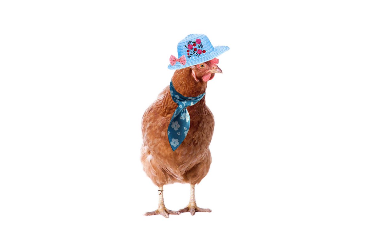 We are having such a good time Mum says we can stay. Thank you as always to the purristas and all who work so hard to make the #HWCafe such fun each week. We will be relaxing on the terrace while Mum paints the fence. 😹😹🐾🐾