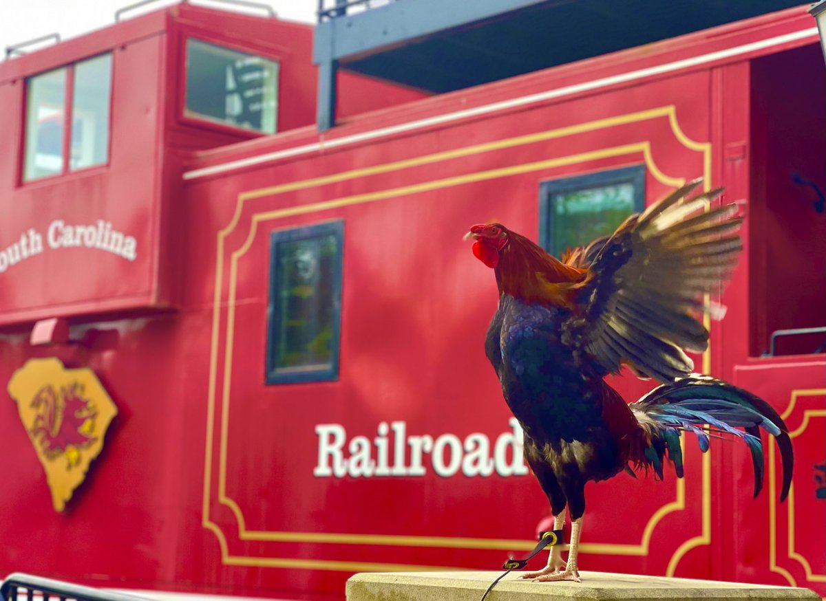 Sir Big Spur tweet media