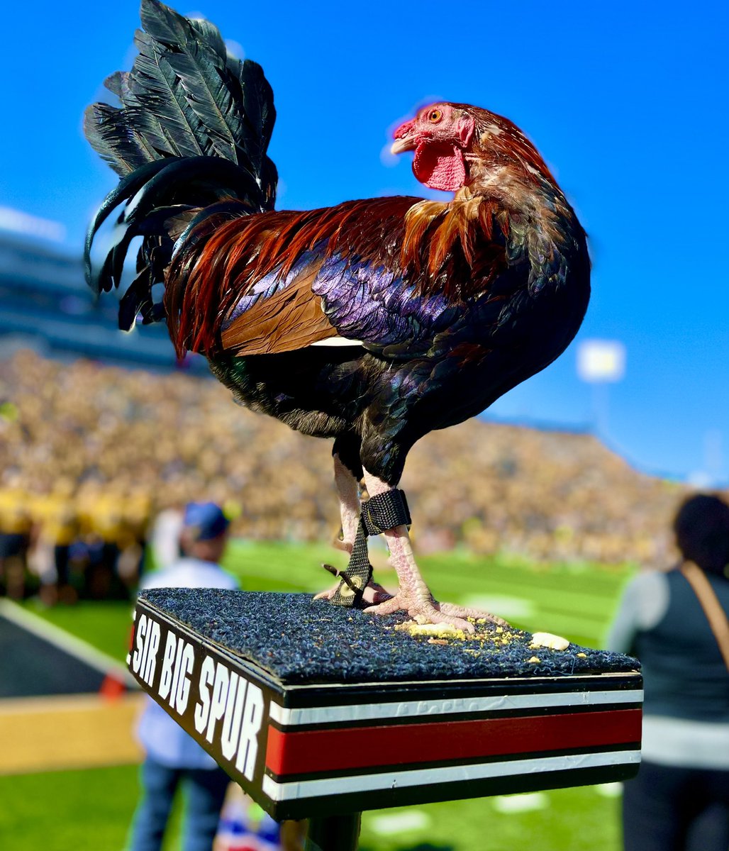 Sir Big Spur tweet media