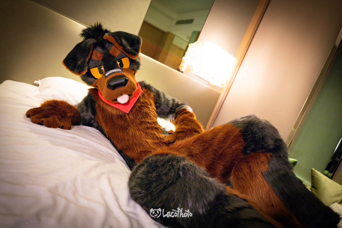 Time to go to bed🐕🛏️

📷 <a href="/Lacotot/">Laco🐼📷➡️Infurnity2025</a>