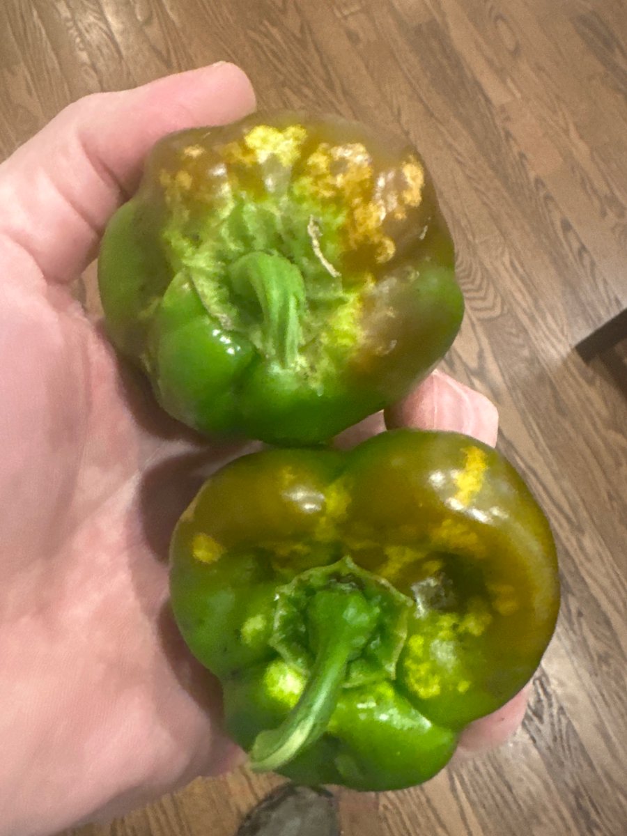 Sun scald on the tops of these greenhouse peppers?