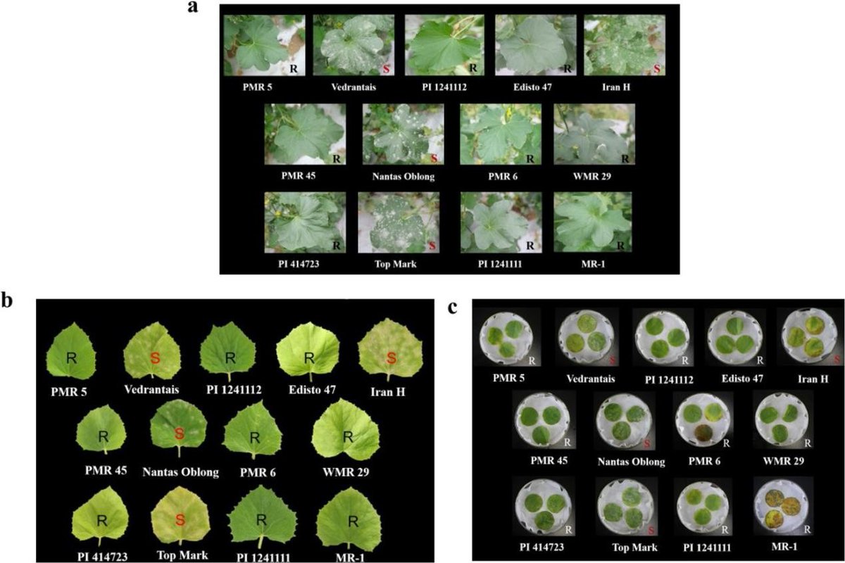 Their findings, published on August 12, 2024, in Horticulture Research, offer a detailed genetic map and molecular markers that can be used to guide the development of PM-resistant varieties.
#powdery mildew #melon
Details: doi.org/10.1093/hr/uha…