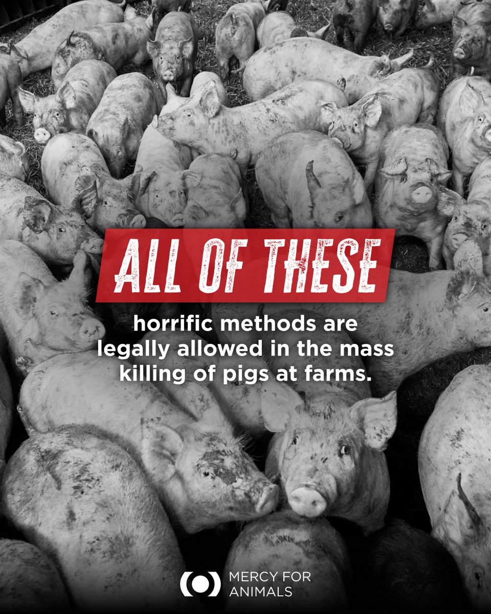 To kill chickens and pigs using ventilation shutdown, workers shut off barns’ ventilation systems with animals sealed inside, where they slowly die from overheating and suffocation.  💔🐷🐔

Take action now at MercyForAnimals.org/Depopulation.