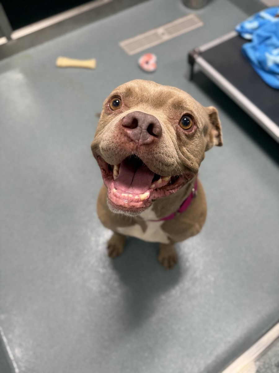 Now through Labor Day, the SPCA Serving Erie County is waiving adoption fees for all dogs seven and older for adopters 50 and older as part of our Golden Ears promotion.

Learn more and see who’s waiting to meet you at YourSPCA.org.