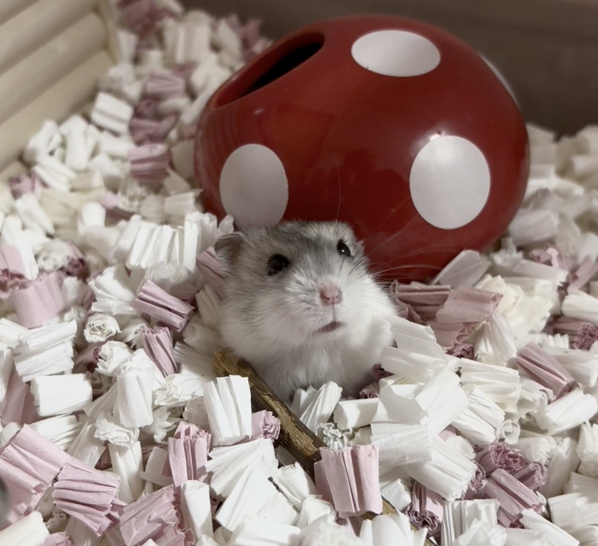 はこちゃん tweet media