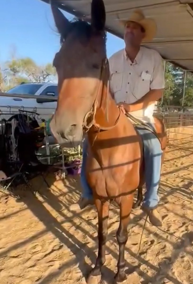 heartandhooves's tweet image. 🚨 Deadline Tuesday 🚨
No extensions this time — we must act fast. Bail and transport are both needed to save this soul. Every minute counts. Please share, donate, network! 💔🙏 #DeadlineTuesday #SaveThemAll #NoTimeLeft

paypal.com/donate/?campai…