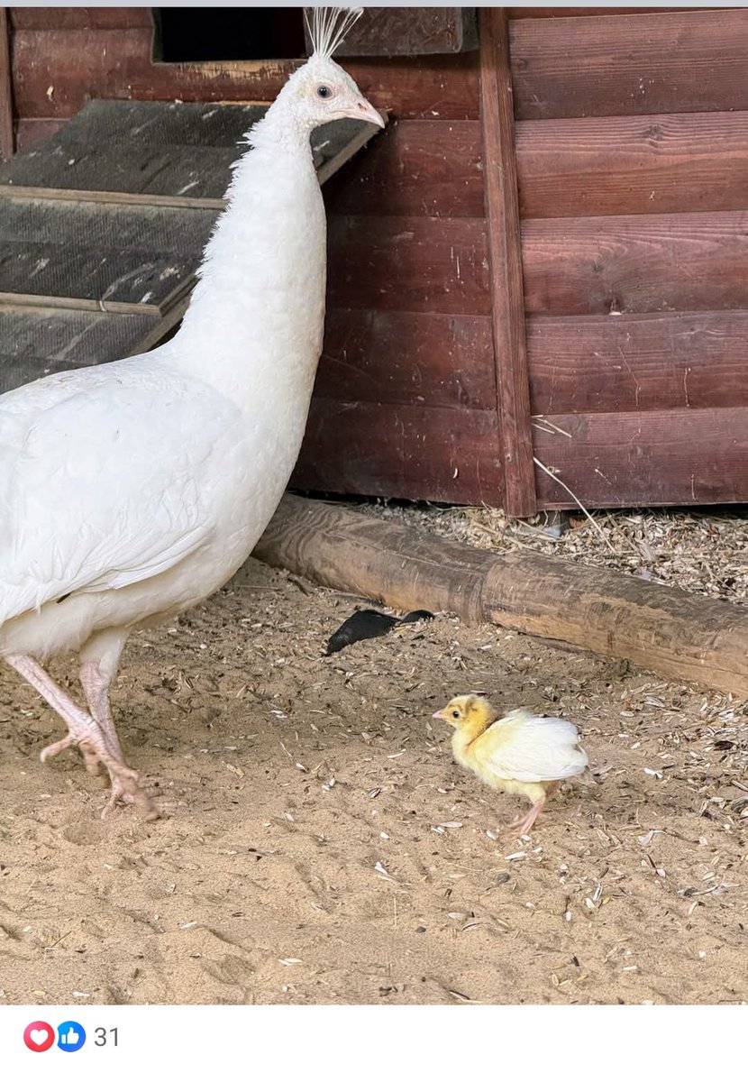 bogaja 🍏 tweet media