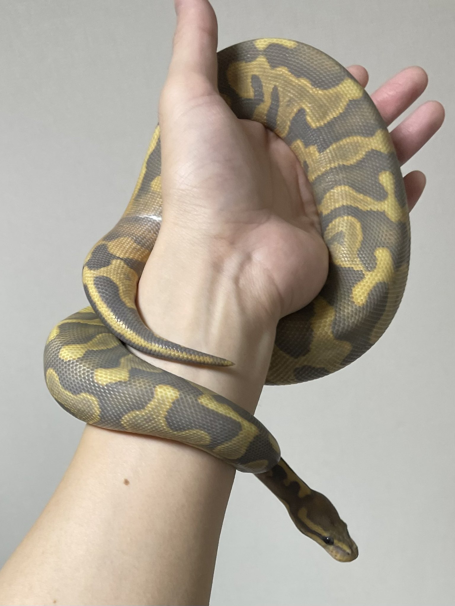 手に持つとしっくり来るという表現がピッタリの写真よりも実物の方が鼠色っぽ鶴首壷 My name is choco. Good night. おやすみなさい