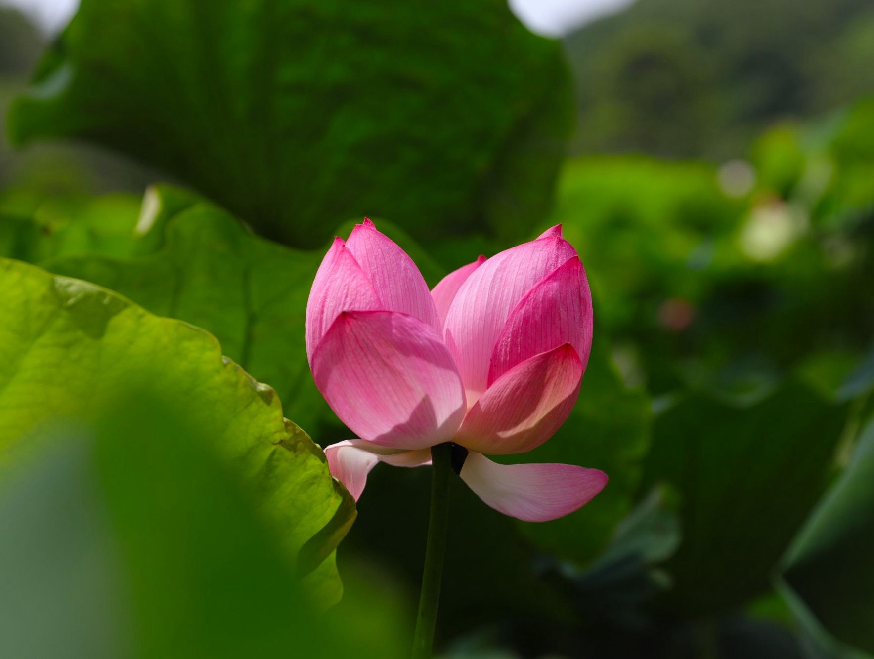 花蓮です☆　4点 七星潭風景区 > 花蓮県 > 交通部観光署