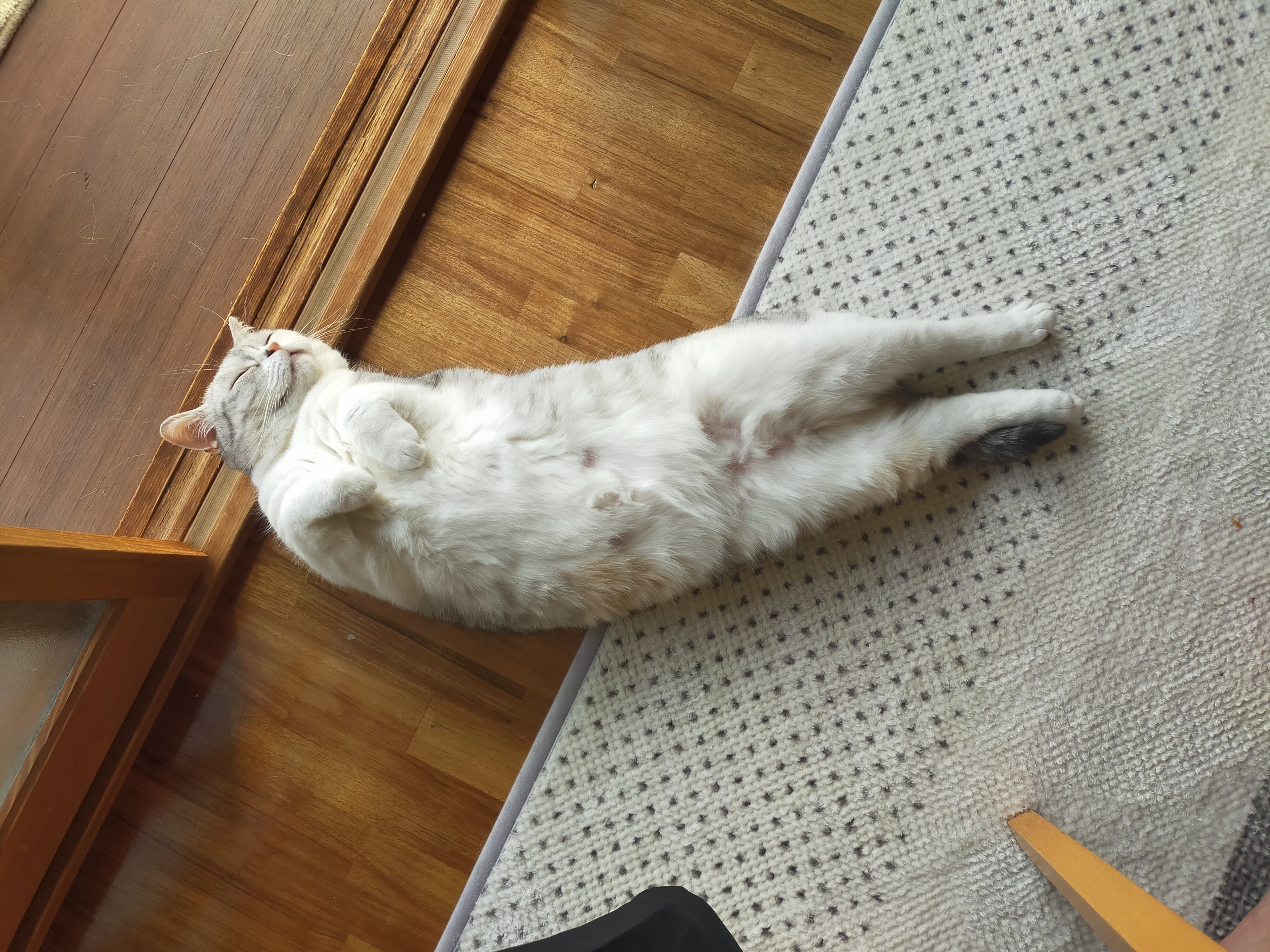 まさまさ(猫) on X: 