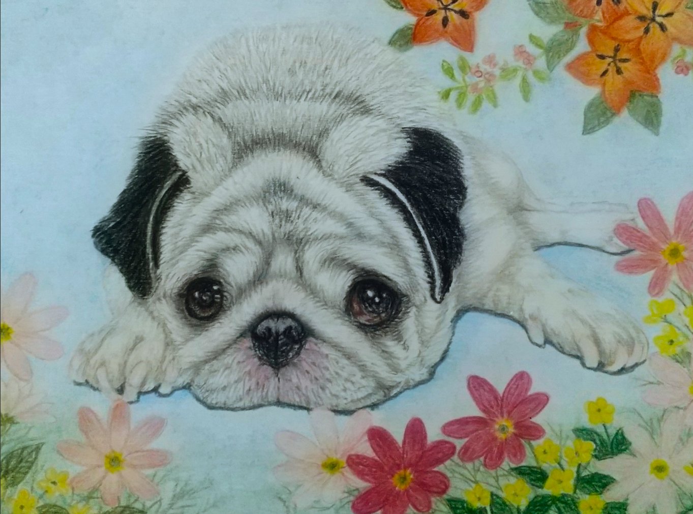 りんねページです。　色鉛筆画　パグ　似顔絵 色鉛筆画】我が家のペットシリーズ 第8回目 パグのLeia ちゃん