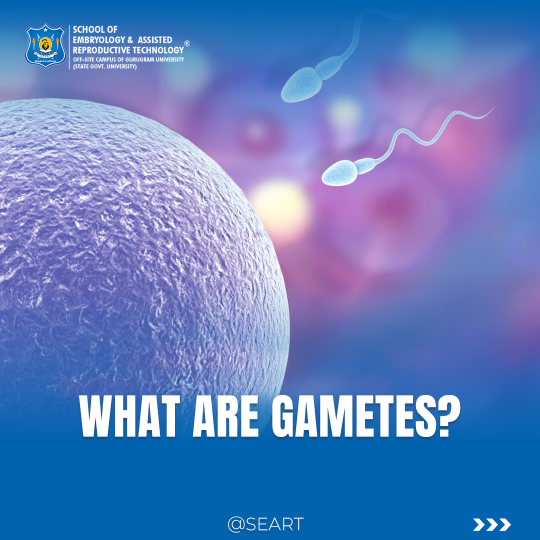 SeartEmbryology's tweet image. Life starts with egg and sperm!
.
If you are looking for clinical Embryology courses
.
#EmbryologyBasics #GametesExplained #StartOfLife #ScienceForEveryone #LearnEmbryology #SEART #FutureEmbryologist #embryology #ART #IVF #labtraining #SEART #medicalscience #microscopy