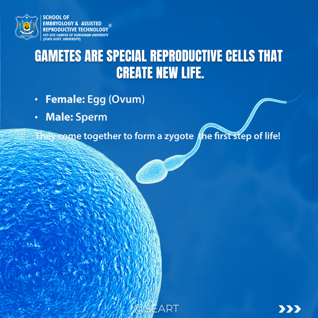 SeartEmbryology's tweet image. Life starts with egg and sperm!
.
If you are looking for clinical Embryology courses
.
#EmbryologyBasics #GametesExplained #StartOfLife #ScienceForEveryone #LearnEmbryology #SEART #FutureEmbryologist #embryology #ART #IVF #labtraining #SEART #medicalscience #microscopy