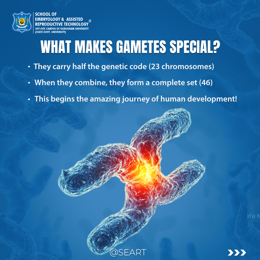 SeartEmbryology's tweet image. Life starts with egg and sperm!
.
If you are looking for clinical Embryology courses
.
#EmbryologyBasics #GametesExplained #StartOfLife #ScienceForEveryone #LearnEmbryology #SEART #FutureEmbryologist #embryology #ART #IVF #labtraining #SEART #medicalscience #microscopy