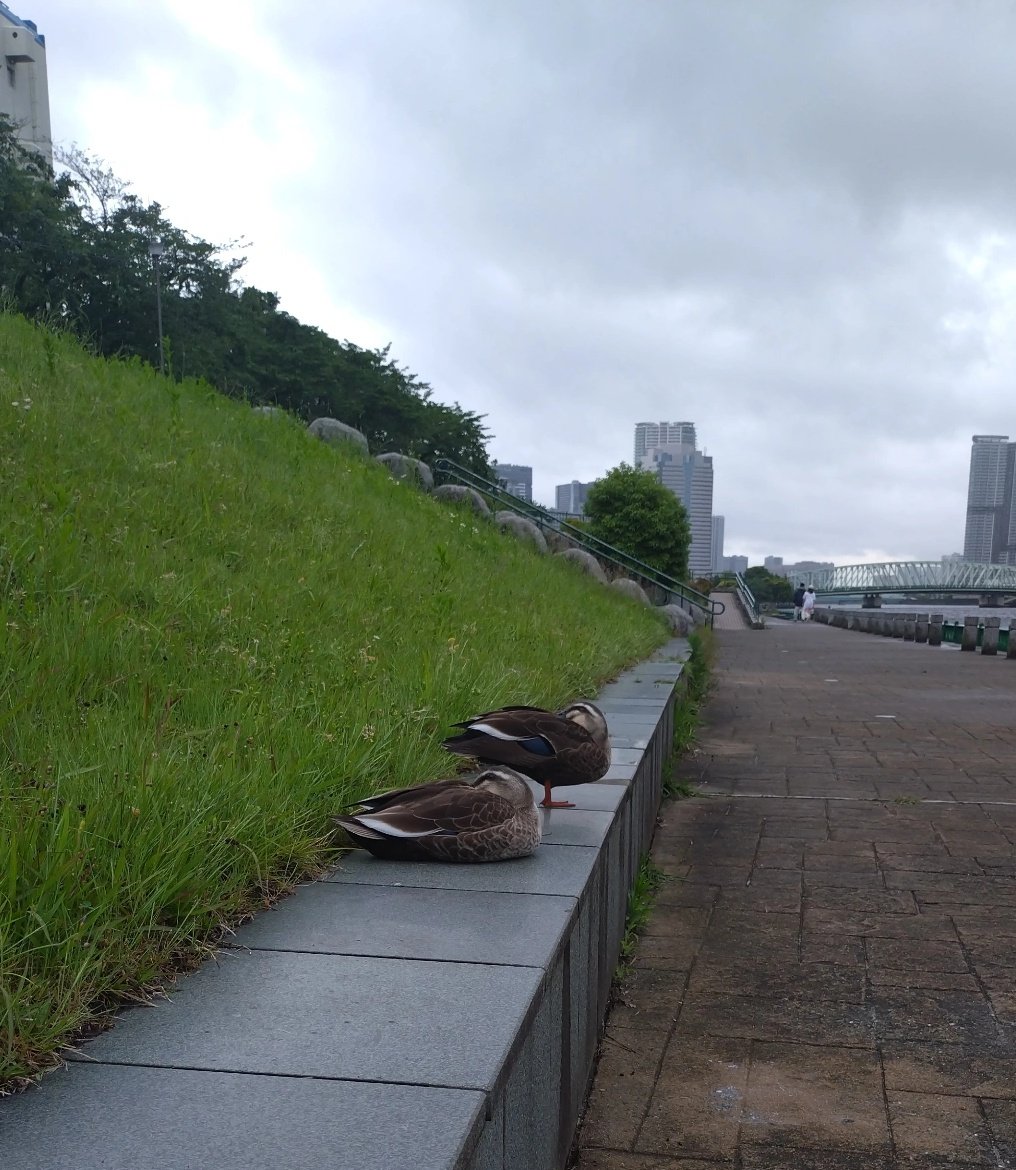 Pochirunner's tweet photo. 夕方頃が一番走りやすい
練習中に隣にきた🦆 https://t.co/FJWiVlpyrt