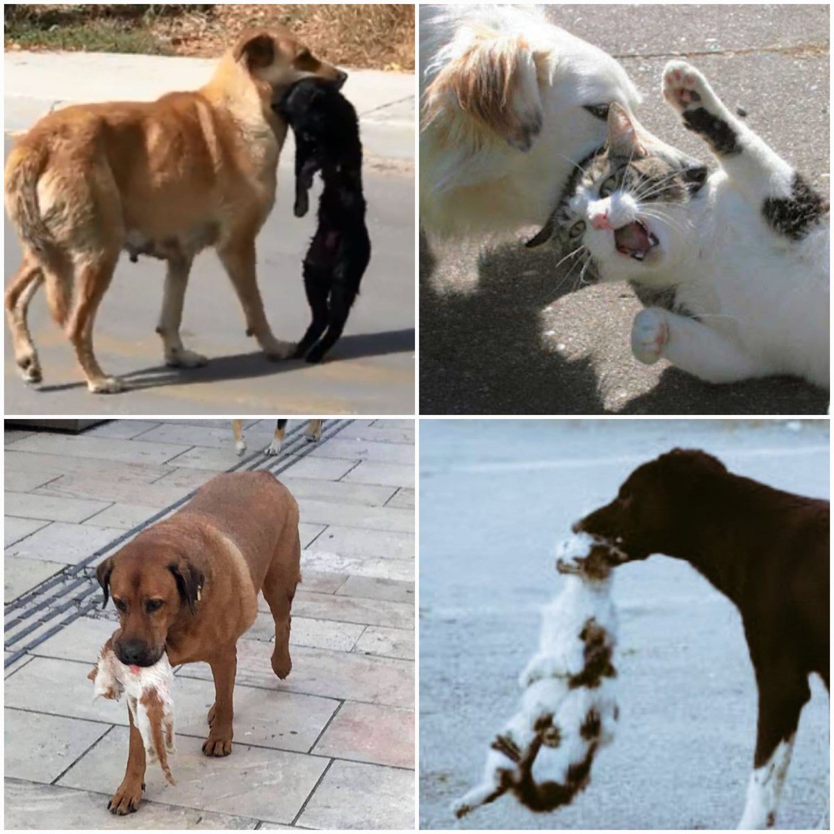 Dün vahşinin tekmesiyle biri,

Her gün, yüzlercesi,

Ya köpek boğar atar, ya asfaltta

Küçük yabani hayvanlar,
Üniversite kampüsünde koruma altında karaca,

Koyun, keçi, tavuk, kaz, buzağı, 

Hele İnsanı, hiç görmezler ! 

-Cezveyi-
Sahiplenmeyi de hiç düşünmezler ! 

Sentetik