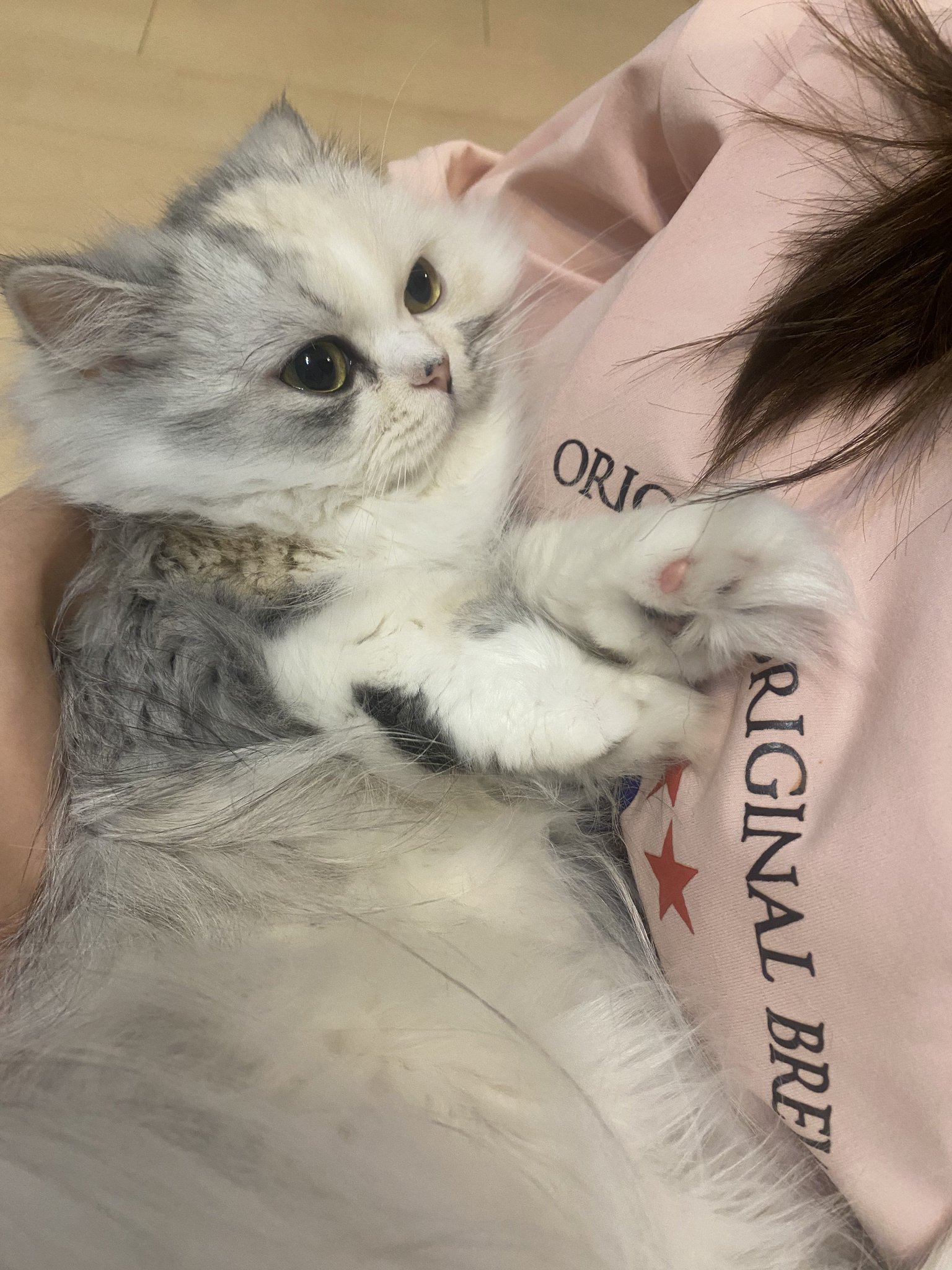 ーーーー　NANA猫⿴nananeko666  ーーーー fit=scale-down,w=1200