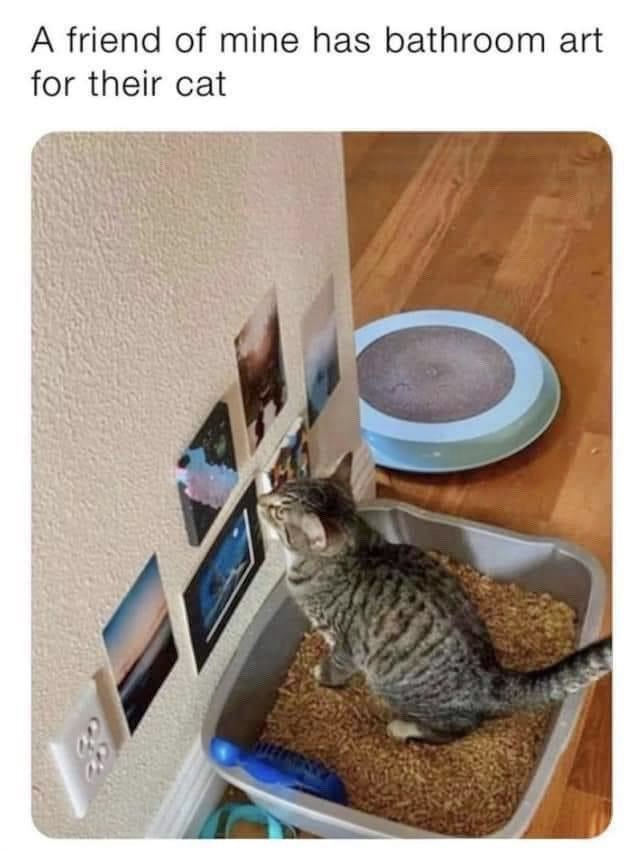 #Caturday