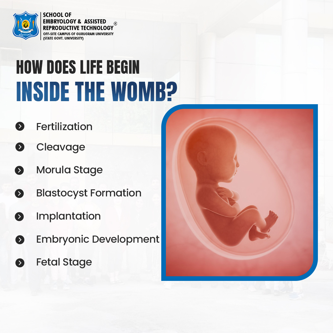 SeartEmbryology's tweet photo. See how a baby starts growing inside the womb from one tiny cell to a fully formed baby!
.
If you are looking for clinical Embryology courses
.
#embryology #ART #IVF #labtraining #SEART #medicalscience #microscopy #reproductivetechnology #healthcare #embryologist https://t.co/uqye1JqLRQ
