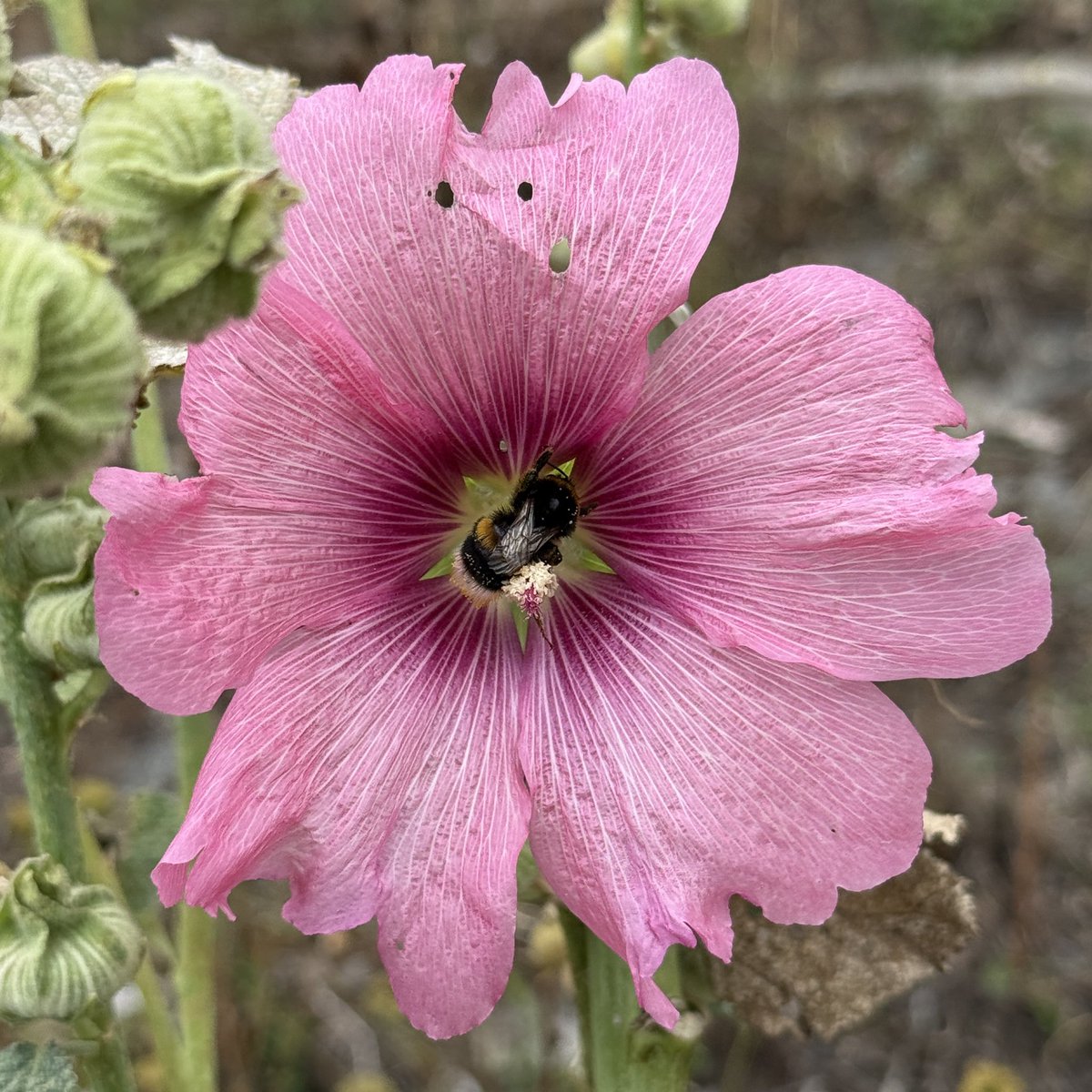 Gblume wild flowers 🌸 🐝 Bee life is real life 🌞