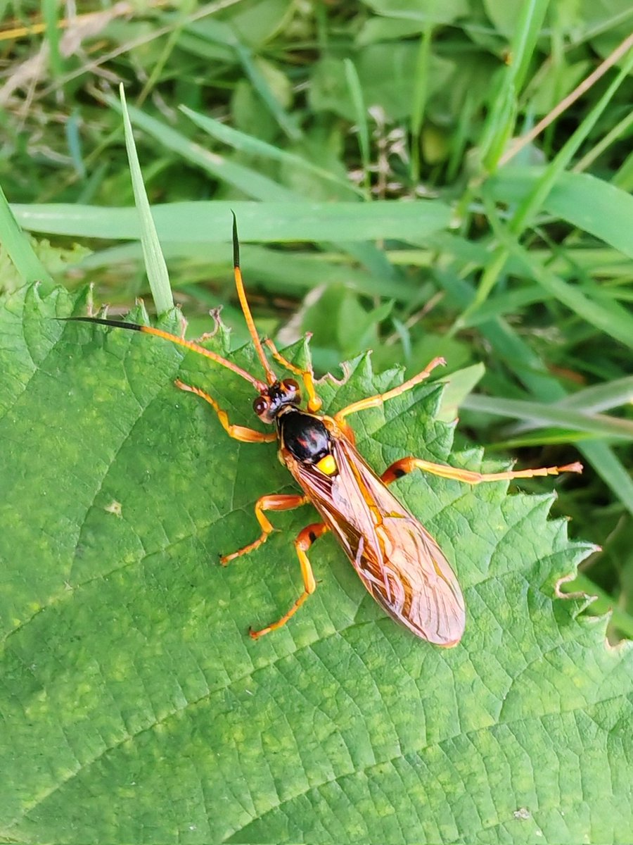 A very impressive ichneumon wasp, either Callajoppa cirrogaster or exaltatoria. Both parasitize hawk moth caterpillars. This animal was observed by Bearsted Road, Maidstone. <a href="/KentFieldClub/">Kent Field Club</a> <a href="/Buzz_dont_tweet/">Buglife</a> <a href="/KentWildlife/">Kent Wildlife Trust</a> <a href="/NESussexandKent/">Natural England - Sussex and Kent Team</a> <a href="/maidstonebc/">maidstonebc</a> <a href="/savebutterflies/">Butterfly Conservation 🦋</a> <a href="/KentHighways/">KCC Highways</a>
