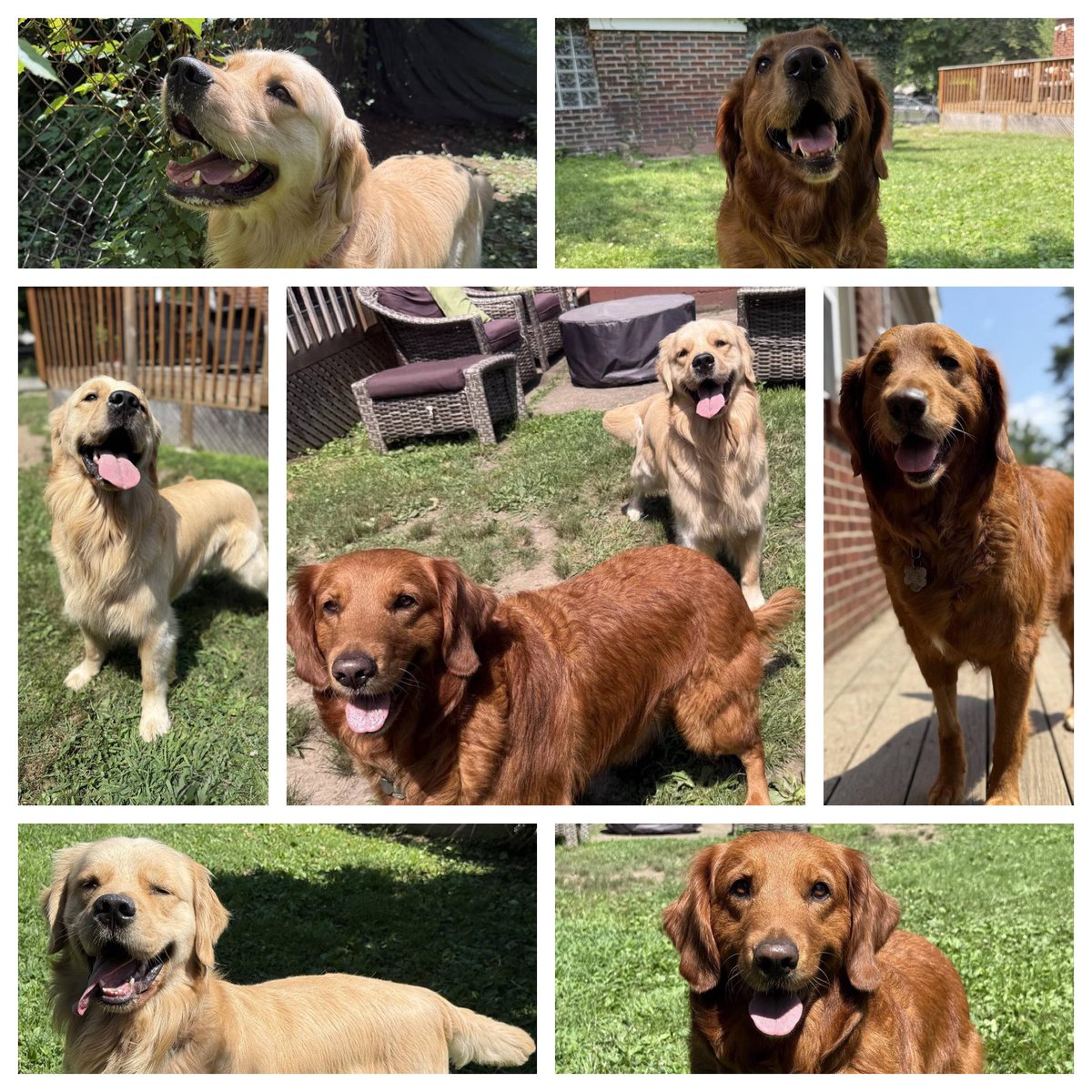 PghGoldens's tweet photo. The most important part of #WeekendSmiles is the smiles. And the weekend. And treats. And naps. And barking at everything that moves. #GRC

📷 - our new best friend Tony.

#DogsOfTwitter #DogsOfBlueSky #DogsOfInstagram #DogsOfThreads #GoldenRetrievers #PghGoldens https://t.co/rezbQGhCPu