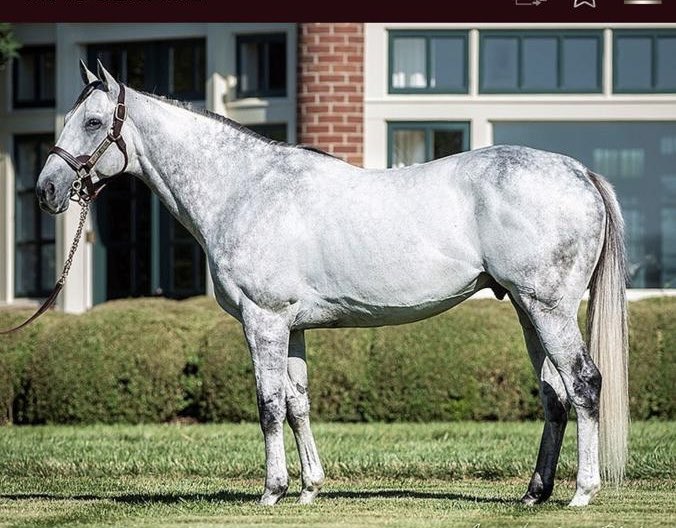 🟨🟦عاجل🟨🟦.
تم استقطاب الفحل الأمريكي (قيفت بوكس) ابن تورلينق كاندي ليقف فحل في مزرعة المنصورية للأمير عبدالعزيز بن مساعد بن سعود .
ماشاء الله فحل اضافة للميدان السعودي شبا في امريكا جيلين شارك منهم 68 فاز 30.