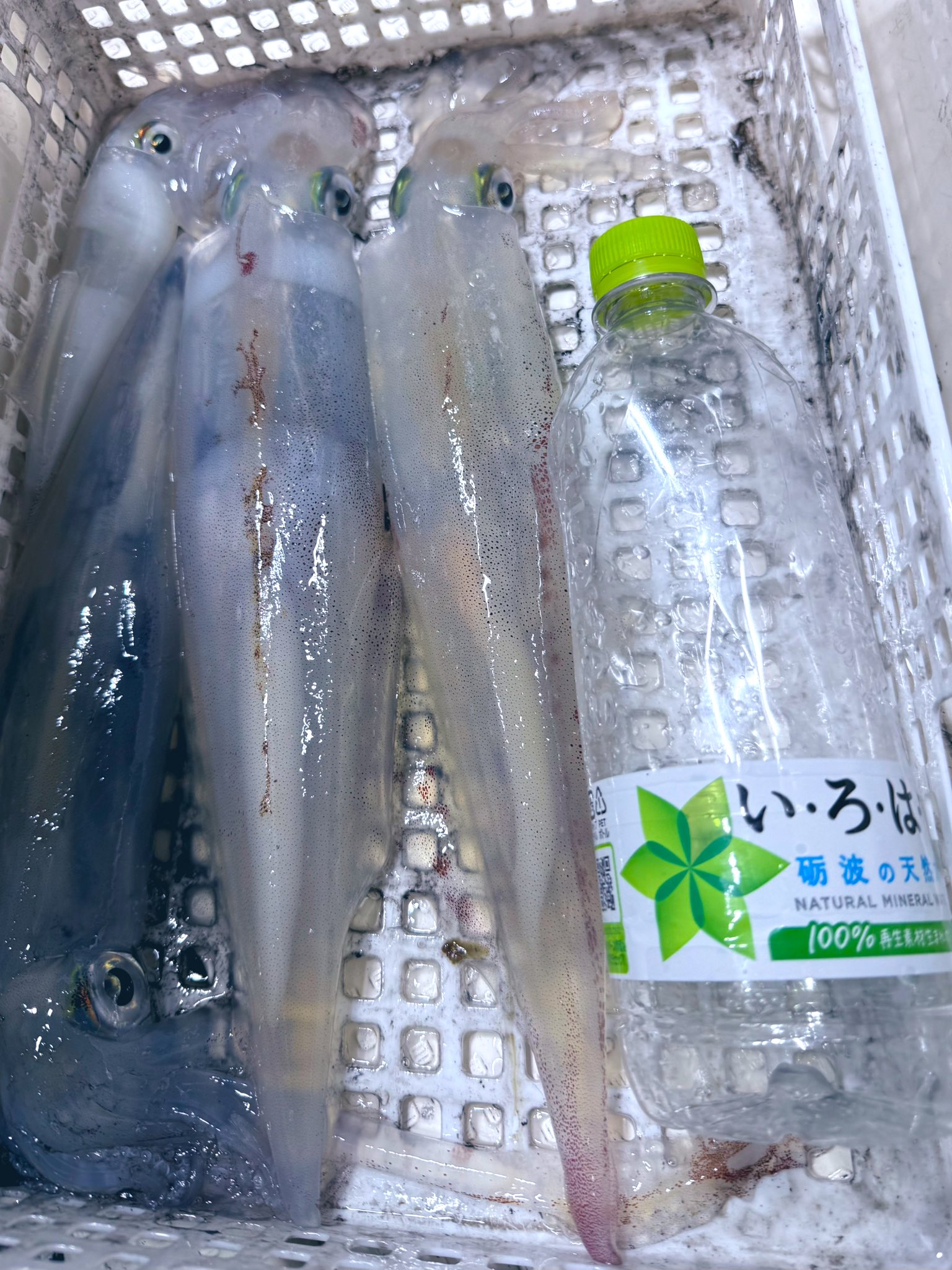 深潭漁り　FR 深潭漁り【PR】{D-PR/975}《ストイケイア》 - カードラッシュ