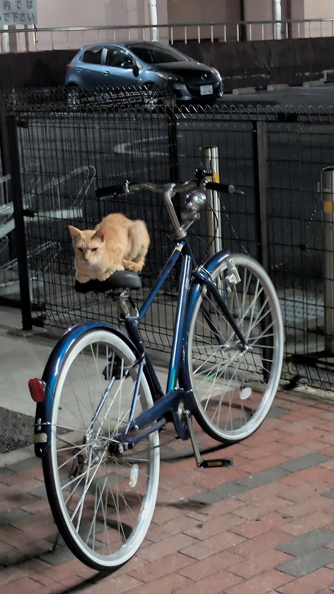 ねこち