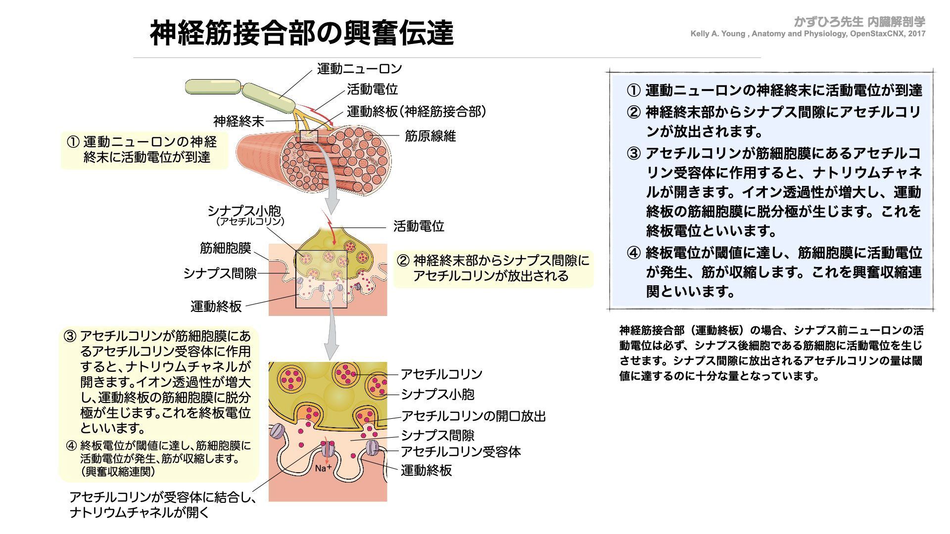 筋の科学事典 : 構造・機能・運動 筋の科学事典: 構造・機能・運動 | 福永 哲夫 |本 | 通販 | Amazon