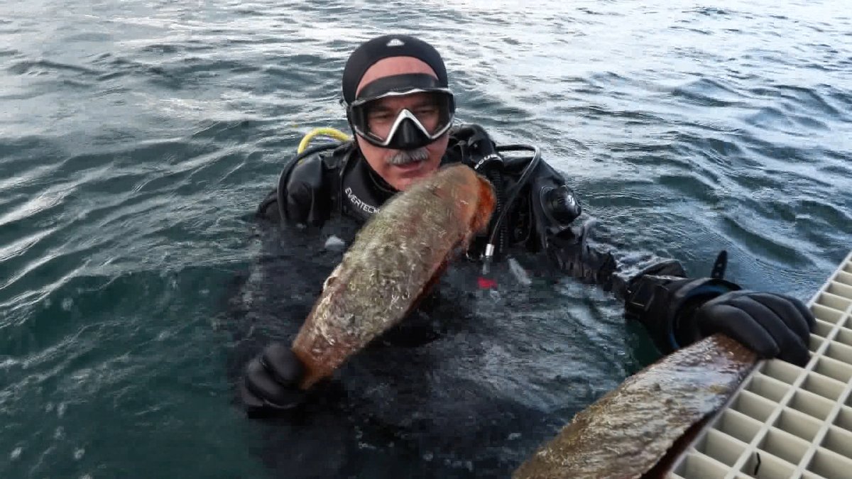 PİNALARA ZARAR VERMEYELİM!

1 Ağustos 2025 cuma günü Marmara Denizi'nde,  deniz çayırlarıyla kaplı harika bir kıyısal alanda yaptığım dalışta hem sevindim, hem üzüldüm. 

Sevindim, çünkü Haziran ortasından itibaren dağılan müsilajın deniz çayırları üzerindeki etkisinin azaldığını