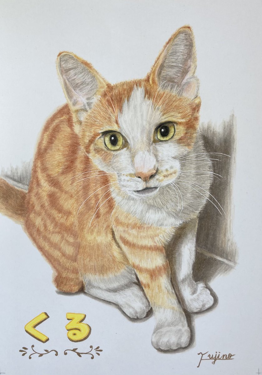 色鉛筆画 A4.猫 クリスマス8 ふじの ぴこ on X:
